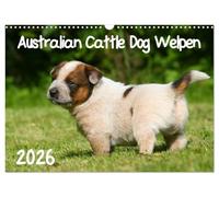 Australian Cattle Dog Welpen (Wandkalender 2026 DIN A3 quer), CALVENDO Monatskalender: Niedliche Welpenfotos der Hunderasse Australian Cattle Dog.