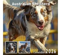 Australian Shepherd Calendar 2026: Loyal Herding Companions in Action and Rest
