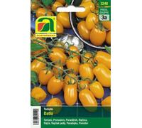 AUSTROSAAT Tomates "Datlo" - 1 pieza