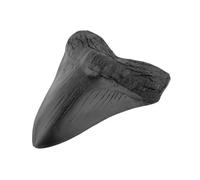 Auténtico diente de tiburón megalodon fosilizado natural, fósil prehistórico