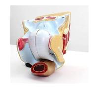 Auténtico modelo genital interno femenino útero ovario estructura reproductiva anatómico modelos de órganos sexuales femeninos