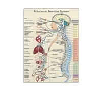 Autonomic Nervous System Educational Poster Medical Diagram Wall Art for Classroom Doctor Office Decor(Unframed,16x24inch(40x60cm))