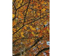 Autumn Leaves Dot Grid Notebook: Fall-Inspired Journal | 6x9 Inches | 110 Dotted Pages for Bullet Journaling, Planning, and Creative Writing