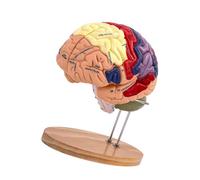 AUYXSSZ Modelo de Cerebro Humano ampliado 2X (4 Piezas) para el Estudio de la enseñanza de la psicología del Aprendizaje