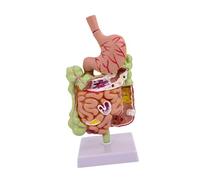 AUYXSSZ Modelo de intestino Delgado Grande Herramienta de Aprendizaje de anatomía para Sistema digestivo Humano Modelo de estómago Enseñanza innovadora en