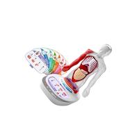 AUYXSSZ Modelo de órgano del Cuerpo Humano, Herramienta de Aprendizaje interactiva, Experiencia Divertida en el Aula, Juguetes para niños. Kits de órganos del Cuerpo, Partes