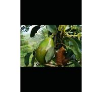 Avocado Medicine: Blends, Bowls, Oils & Therapeutic Uses for Heart, Hormones, Digestion & Skin (Alternative Medicine: Holistic Wellness)