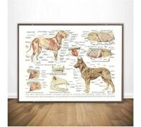 AVWXZBDFH Póster De Músculos Y Órganos Caninos, Arte De Pared De Anatomía, Medicina Animal, Lienzo, Imagen Para Clínica Veterinaria, Decoración De Tienda De Mascotas, 40 X 60 Cm, Sin Marco