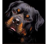 Awesocrafts Rottweiler - Kit de pintura de diamante 5D para adultos y niños, con diamantes (Rottweiler)