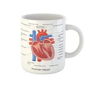 Awowee Taza de café anatómica del diagrama del corazón humano, anatomía del cuerpo y músculo, taza de té de cerámica de 325 ml, el mejor regalo o recuerdo para familiares, amigos, compañeros de