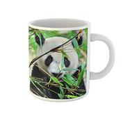 Awowee Taza de café china con oso panda gigante hambriento comiendo animales de bambú y vida silvestre, tazas de té de cerámica de 325 ml, el mejor regalo o recuerdo para familiares, amigos y
