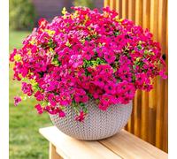 AXYLEX Flores Artificiales para Exteriores, 16 Paquetes de boj sintético, no se decoloran, Resistentes a los Rayos UV, arbustos de plástico, decoración del hogar, Granja, jardín, vegetación (Rojo y