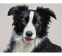 AYAOYANGGO Animal Kit Punto De Cruz Tela Impresa Border Collie Blanco Y Negro Kits De Punto De Cruz Contado Preimpresos Y Estampados Para Adultos Principiantes，Bordado Diy. 11CT 40x50cm