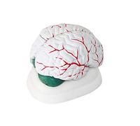 AYCDL Modelo Anatómico De Cerebro Humano: Modelo De Disección De 3 Piezas para Material Didáctico De Medicina, Exhibición Y Laboratorio.