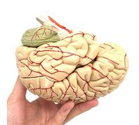 AYCDL Modelo De Cerebro Humano Extraíble con Base Modelo Anatómico Modelo De Estudio Médico Modelo De Enseñanza