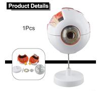 Ayuda de enseñanza de anatomía del ojo humano con piezas desmontables para un mayor compromiso (6 pliegues)