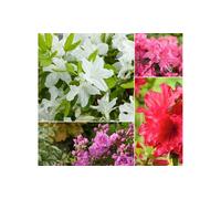 Azaleas : Mix / 8