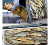 babominimer Para 50 anzuelos de pesca fluorescentes con púas de un solo círculo para pesca en el mar con construcción de acero al carbono (1-0#)