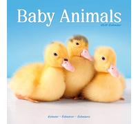 Baby Animals Calendar 2026 Square Animal Wall Calendar - 16 Month
