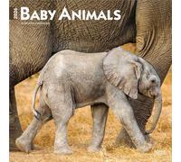 Baby Animals - Tierbabys - Tierkinder 2026 - 16-Monatskalender: Original BrownTrout-Kalender [Mehrsprachig] [Kalender]