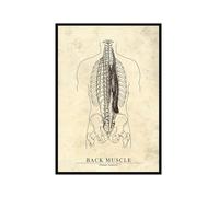 Back Muscle - Póster de anatomía retro para pared, diseño de corazón, pelvis, pierna, músculo, cráneo, pelvis, hospital, clínica, médico, oficina (marco de fotos, 20 x 30 cm)