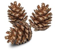 Back Zoo Nature Forest Pine Cones 6 Piezas
