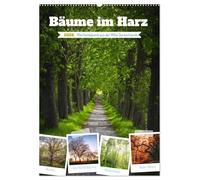 Bäume im Harz (Wandkalender 2026 DIN A2 hoch), CALVENDO Monatskalender: Bäume sind verholzende Samenpflanzen, die eine Sprossachse aufweisen und sind wichtige Sauerstoff-Spender.