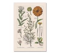Baibexing Pósteres E Impresiones Vintage De Hierbas Botánicas Para Decoración De Pared Del Hogar, Lienzo De Arte De Pared De Plantas Antiguas, Imágenes Para Cocina A10 40X60Cm Sin Marco