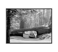 BaikalGallery Sequoia National Park California 1957 Cuadro (V3263)- Moldura de Aluminio Color Negro - Montaje en Panel Adhesivo (Foam)- Laminado en Mate (Sin Cristal) (Negro, 60x80cm)