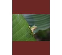 B'ajlom ii Nkotz'i'j Publications' Guaymí Phrasebook: Ideal for Traveling to Southern Costa Rica