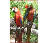 B'ajlom ii Nkotz'i'j Publications' Inga Kichwa Phrasebook: Ideal for Traveling to Peru, Colombia, and Ecuador