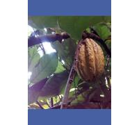 B'ajlom ii Nkotz'i'j Publications' Xinca Phrasebook: Ideal for Traveling around the Departments of Santa Rosa and Jutiapa in Southeastern Guatemala
