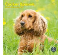 Baker and Bray Calendario de Cocker Spaniel 2026, pared cuadrada grande de 16 meses, calendario de perro de regalo Cocker Spaniel.