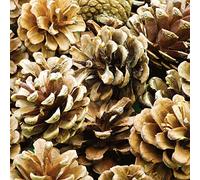 Baker Ross Conos de pino natural AF923, ideales para proyectos de arte y manualidades, collage o decoración (paquete de 250 g)