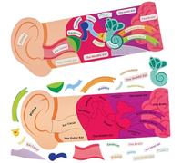Baker Ross FN456 Kits del oído humano - Paquete de 4, STEM, ciencia, salud y material didáctico para niños y colegios