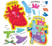 Baker Ross FN458 Kits del corazón humano - Paquete de 4, STEM, ciencia, salud y material didáctico para niños y colegios