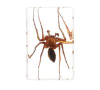 Balacoo Muestra para Educación en Biología y Ciencias Naturales Diseño Realista de Resina Ligera de Insecto para Uso en Fotografía y Enseñanza