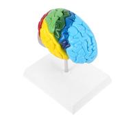 Baluue Derecho Partes Claras y Duraderas Enseñanza Médica Estudio Neurociencia Herramienta Educativa para Aula Científica