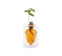 Balvi Cultivador Bellota Acorn Color marrón Cultiva tu Propio Roble Desde una Bellota Vidrio 12cm