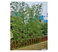Bambú Árboles Artificiales 10/20/30/40/50/100 piezas bambú artificial Decor de árbol de planta de simulación, Adornos de paisajismo de plantas verdes falsas para porche, patio, terraza de jardín ( Col