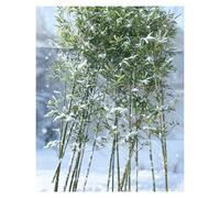 Bambú Árboles Artificiales Plantas De Bambú Artificial Para Exterior, Resistente A La Intemperie, Con Hojas De Seda Encriptadas, Para Vallas De Jardín, Entradas De Patios(5 pack,1m/3.3ft Tall)