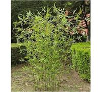 Bambu Decoracion, Plantas De Bambú Artificiales Árboles De Plástico, Planta Falsa Decorativa Para La Entrada Del Patio De La Pantalla De Privacidad De La Cerca Del Jardín,Biombo 1.2m,60 Bamboo
