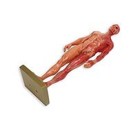 Bamjour Modelo de Músculo, Modelo de Muscular en Miniatura de 30 Cm, de Resina de Estructura Musculoesquelética Masculina, de Cuerpo de Escultura, Anatómico