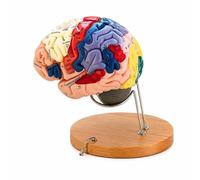 Bananaww Maqueta Cerebro Humano Anatómica, Modelo Anatómico del Cerebro Humano Desmontable, Cerebro Anatómico con Partes Cerebro Detalladas para Educación Médica, Neurociencia y Anatomía