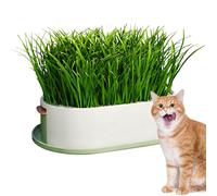 Bandeja de Hierba para Gatos - Maceta hidropónica, Semillas 19x12x4 cm alimentación Interior, contenedor brotes con Base a Prueba Fugas, jardinería Escritorio, Soporte Crecimiento Aperitivos