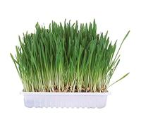 Bandeja Hierba para roedores, 100 g, cajita