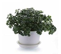 Bandejas redondas de polipropileno para platillos de plantas, paquete de 10 para suculentas y macetas, decoración de interiores y exteriores, borde plano, fácil mantenimiento (1#)