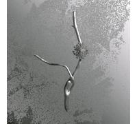Banfi, Gaia - La Maccaia [Vinilo]