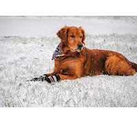 Bark Brite Todas Las Botas De Perro Protector De Neopreno Resistente A La Pata con Straps- Reflectante (MD (3,0 Pulg.)) Viajan Estuche De Cremallera Incluido