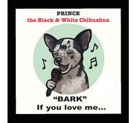 Bark if you love me (Prince the black & white chihuahua)